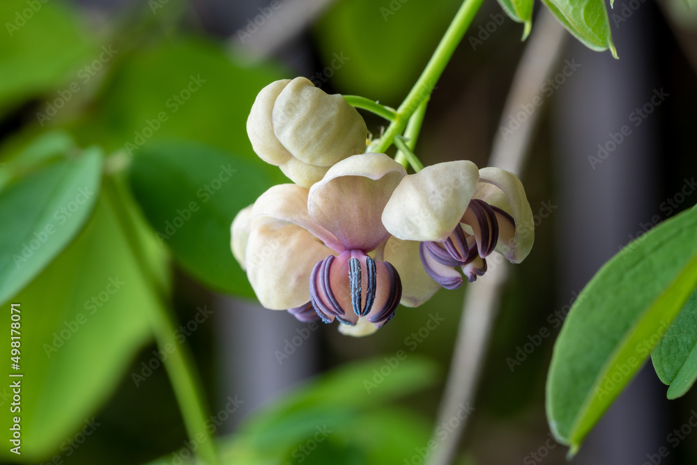 Obraz premium アケビの雄花