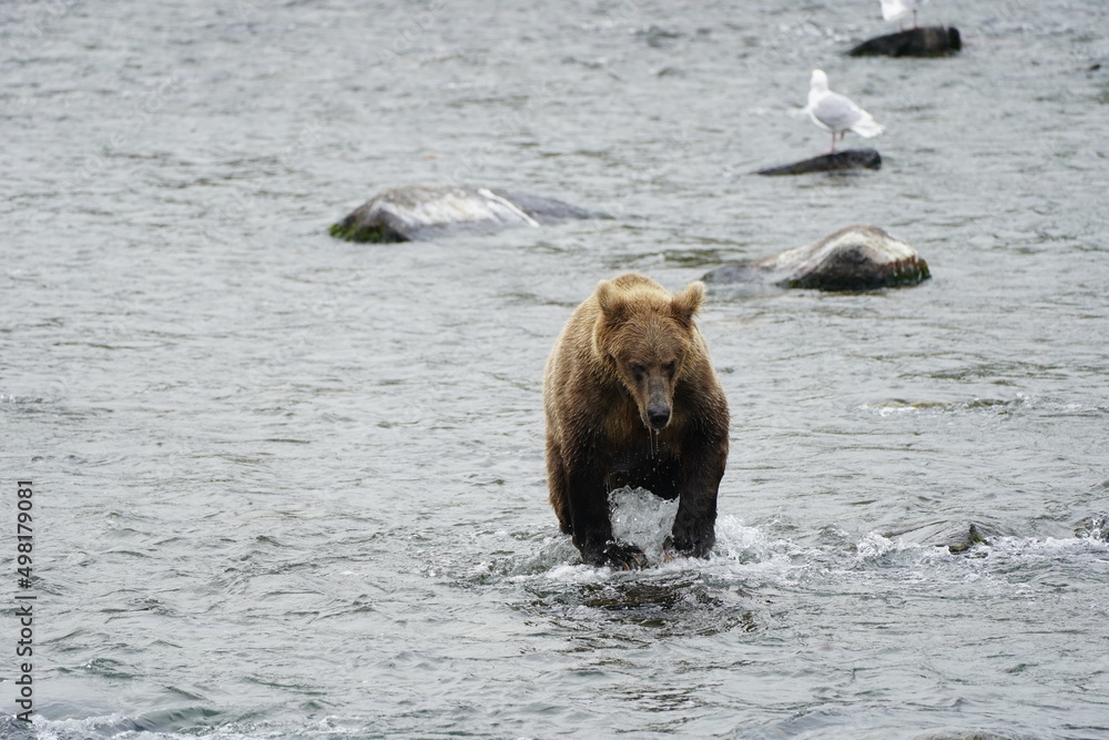 Katmai grizzly bears catching salmon Katmai grizzly bears catching salmon