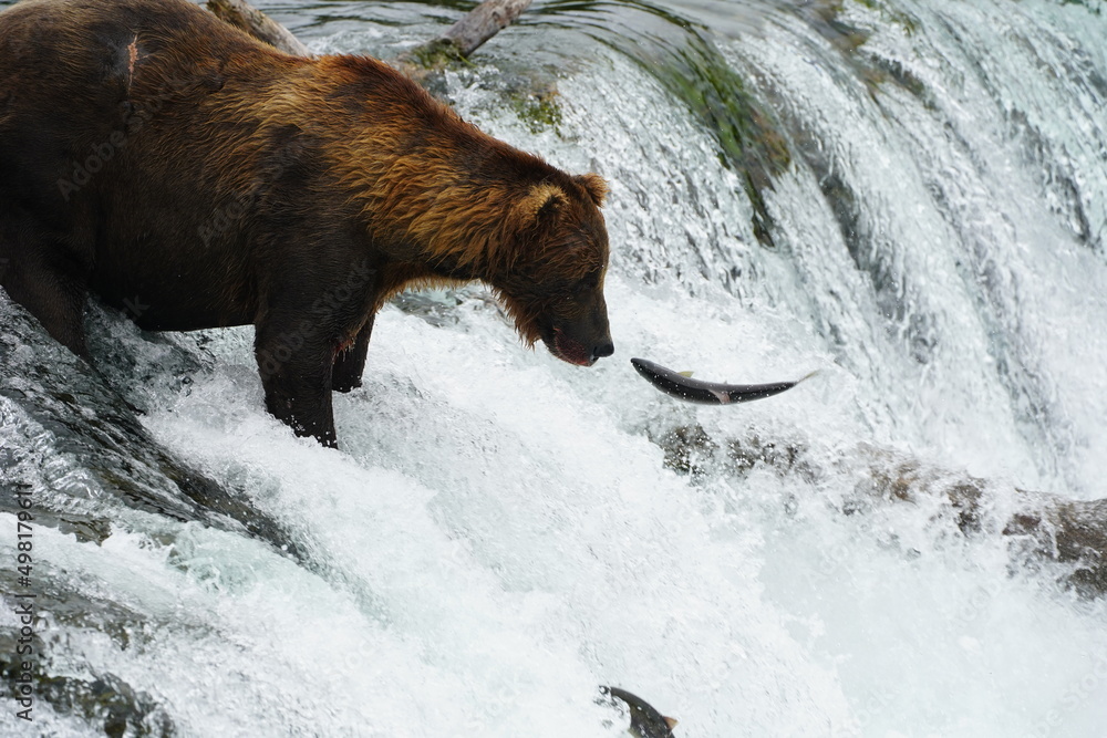 Katmai grizzly bears catching salmon Katmai grizzly bears catching salmon