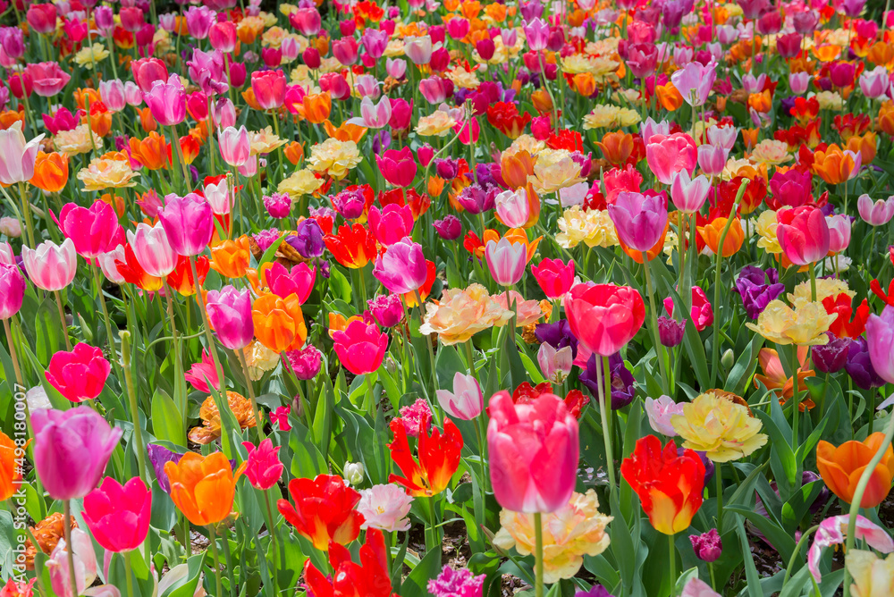 Fototapeta premium チューリップ チューリップ畑 花 色鮮やか