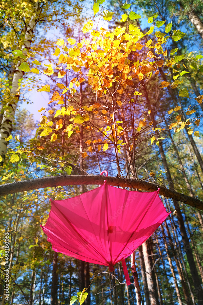 Autumn scene. Pink umbrella on autumn tree in the forest, soft light and shadow