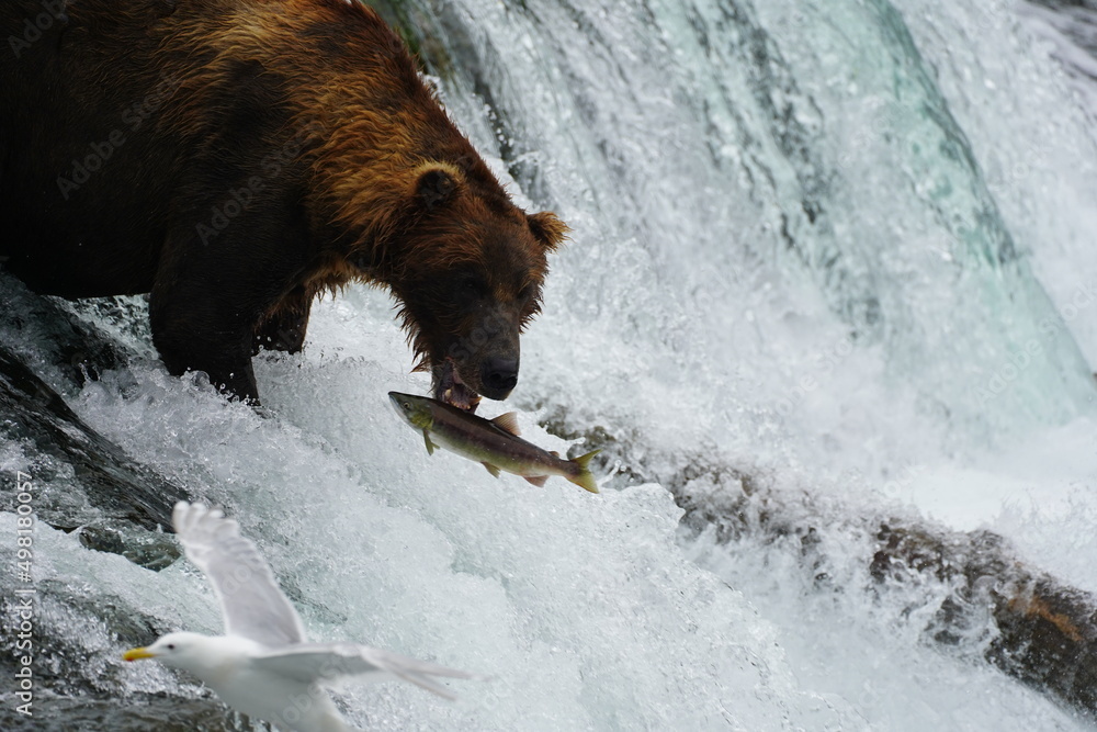 Katmai grizzly bears catching salmon Katmai grizzly bears catching salmon