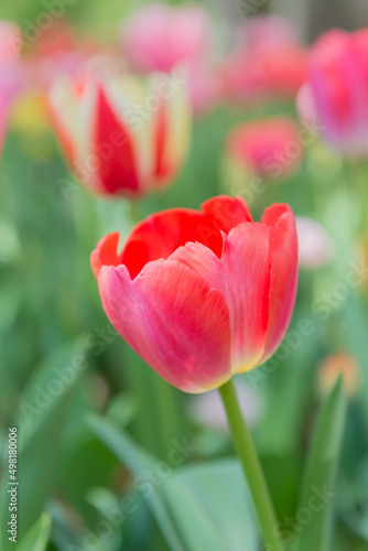チューリップ　チューリップ畑　花　色鮮やか