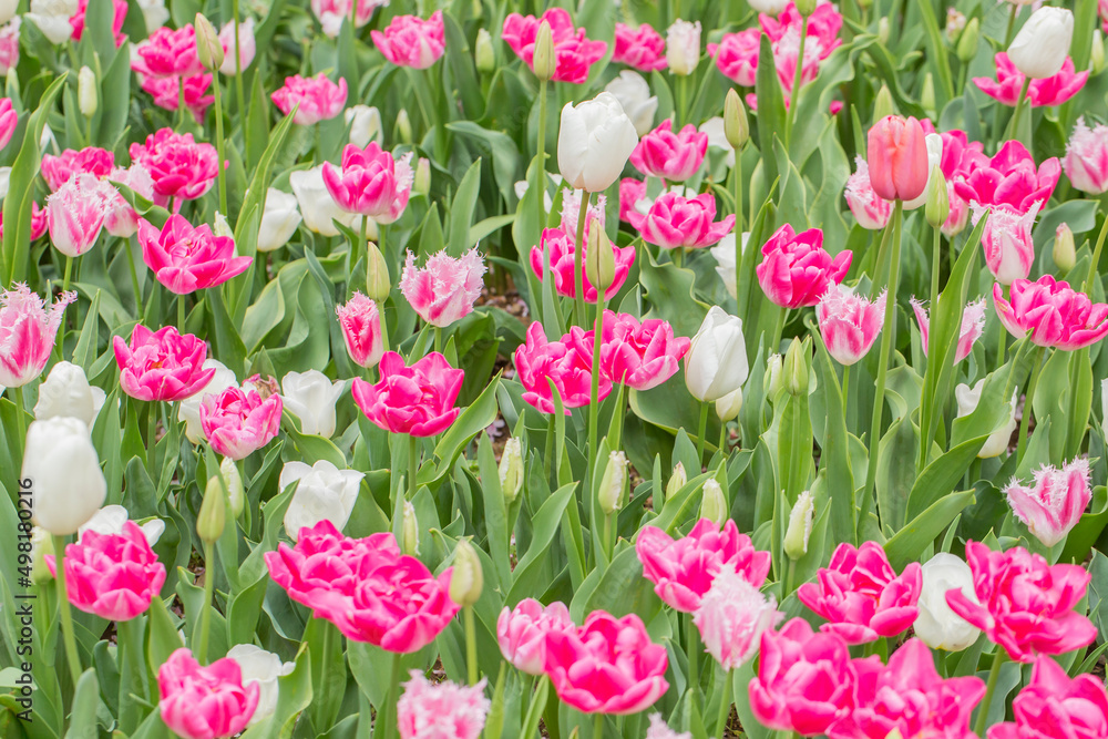チューリップ チューリップ畑 花 色鮮やか チューリップ チューリップ畑 花 色鮮やか