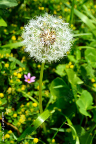 Close-up of dandelion fluff that creates a geometric pattern in the sunlight.