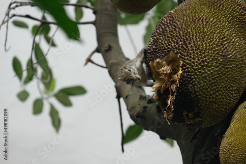 Tropical fruit jackfruit destroyed by squirrels