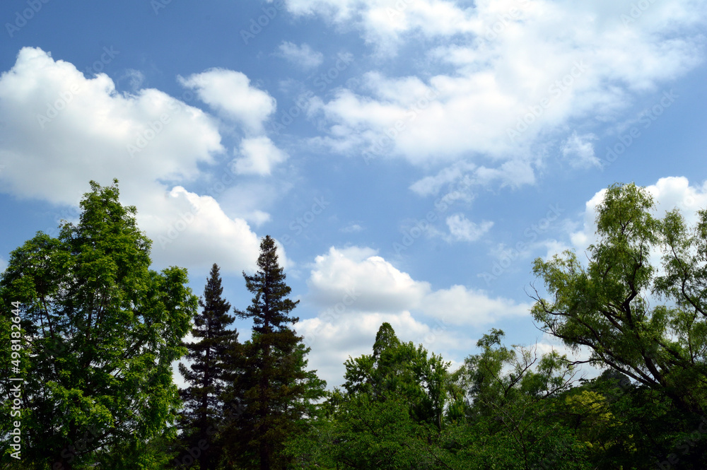 Trees grow toward the sky. Clouds are scattered in the sky. Trees grow toward the sky. Clouds are scattered in the sky.