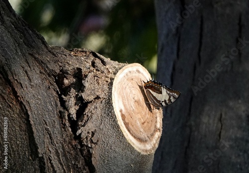 Butterfly on log