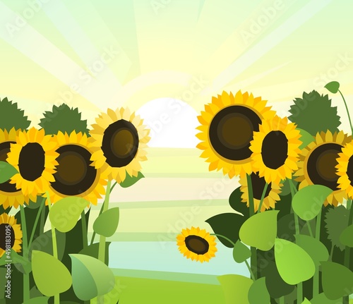 Sunflower grows in the field. Harvest agricultural plant. Food is a product of sunflower oil production. Farmer farm illustration. Rural summer field landscape. Vegetable garden cultivation. Vector