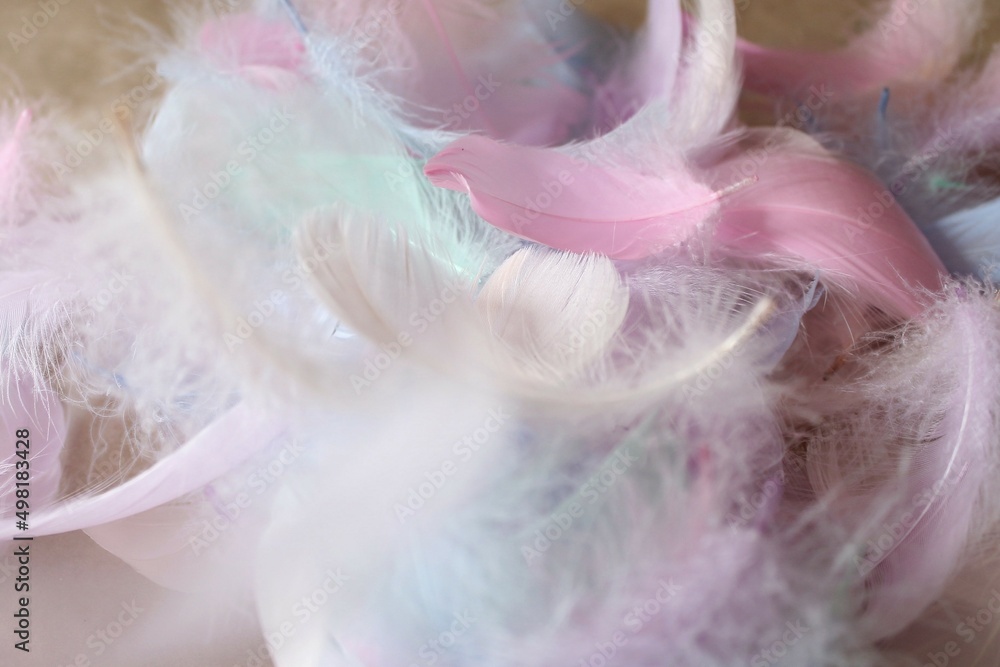 colorful bird feathers. pink, blue, beige, turquoise