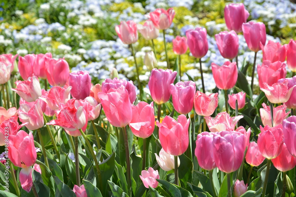 花 花