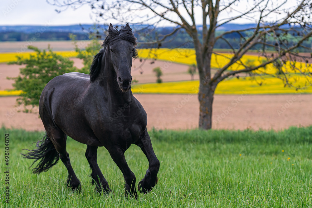 Black friesian horse runs gallop. Black friesian horse runs gallop.