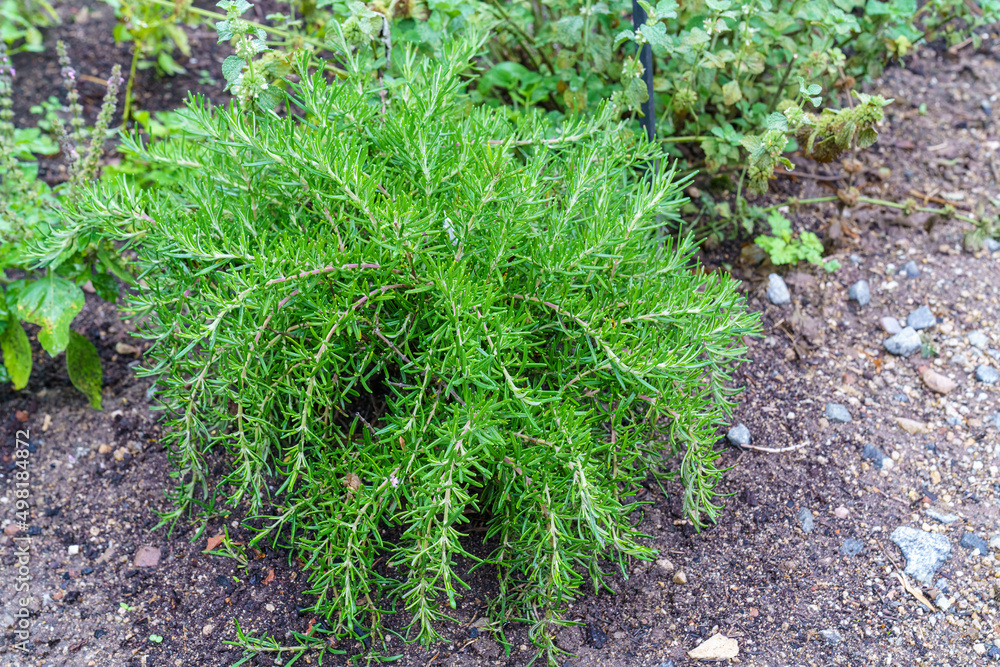 Fresh rosemary growing in a garden Fresh rosemary growing in a garden