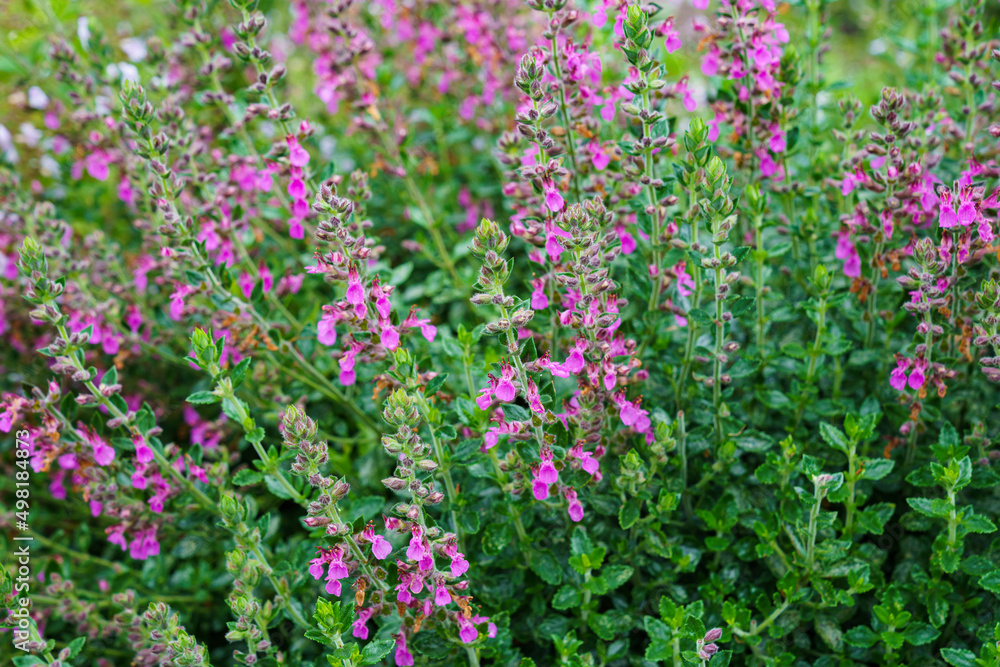 Teucrium lucydris plants, pink inflorescence. Medicinal herb.