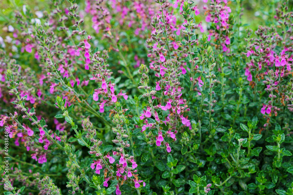 Teucrium lucydris plants, pink inflorescence. Medicinal herb. Teucrium lucydris plants, pink inflorescence. Medicinal herb.