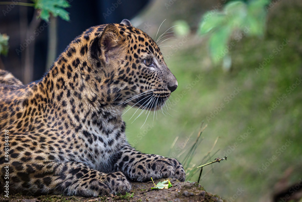 Young Sri lankan leopard, Panthera pardus kotiya Young Sri lankan leopard, Panthera pardus kotiya