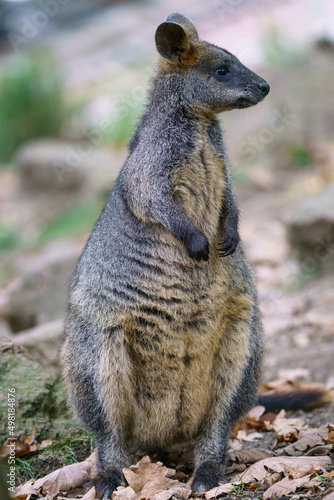 Swamp Wallaby, Wallabia bicolor. Known as the black wallaby