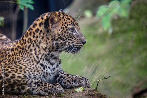 Young Sri lankan leopard, Panthera pardus kotiya photo