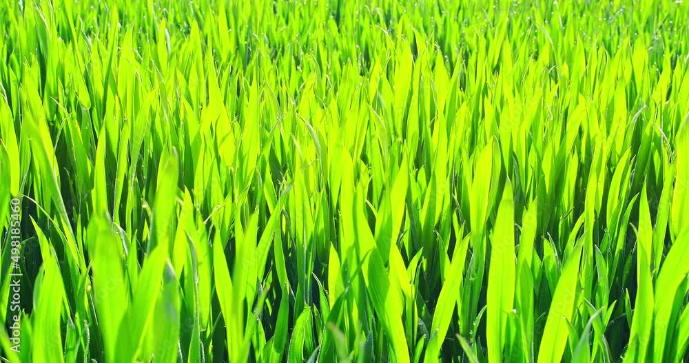 Close up view of green wheat seedlings natural landscape. Green farmland plant leaves in spring season. Close up view of green wheat seedlings natural landscape. Green farmland plant leaves in spring season.