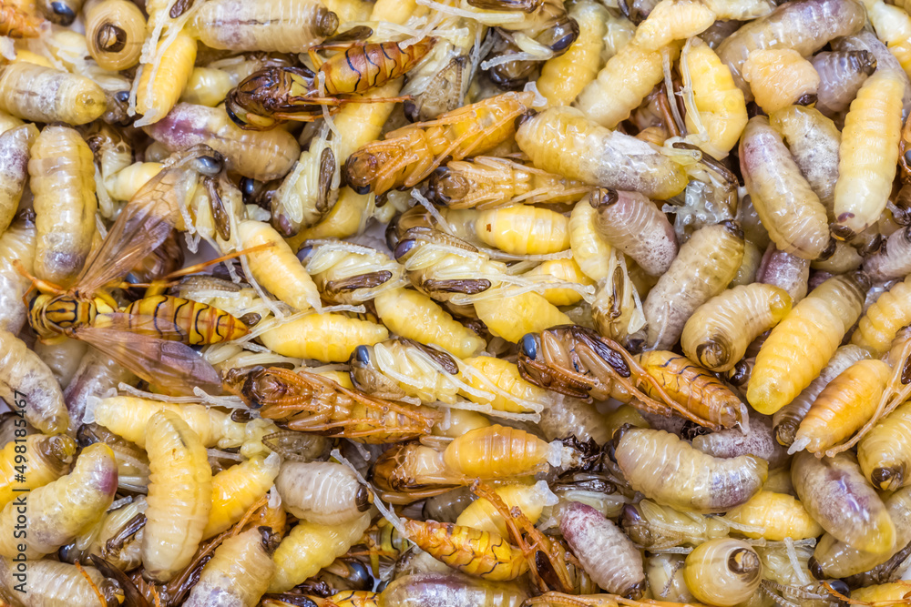 Larves de guêpes pour friture, spécialité culinaire réunionnaise Stock — free download