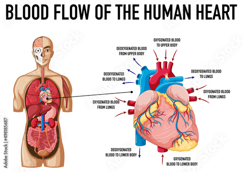 Blood flow of human heart