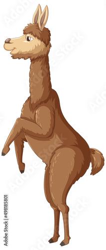 An alpaca on white background