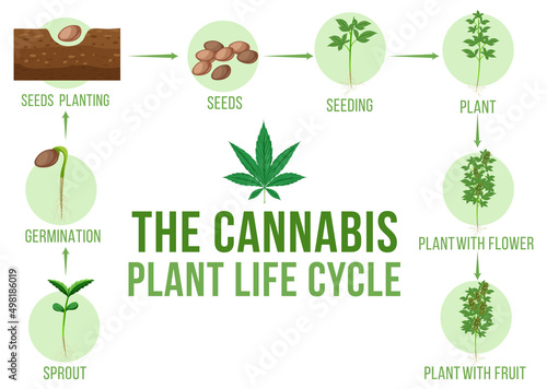 Diagram of cannabis plant life cycle