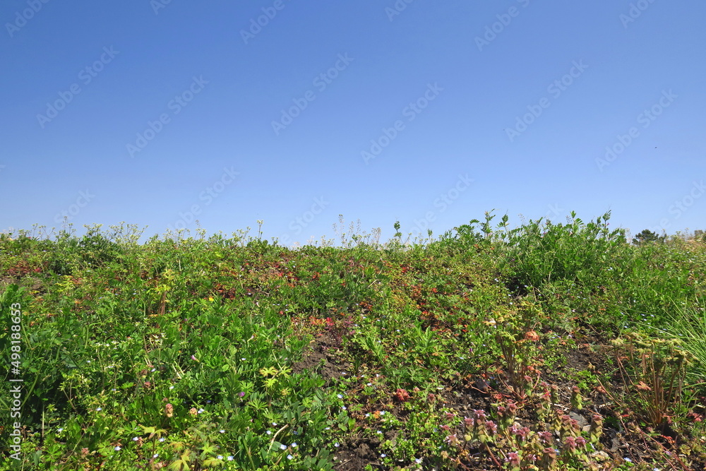 畑の畦道の法面に生える春の若草と青空風景