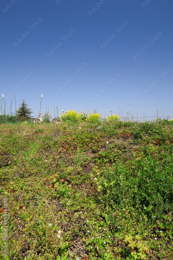 Obraz premium 畑の畦道の法面に生える春の若草と青空風景