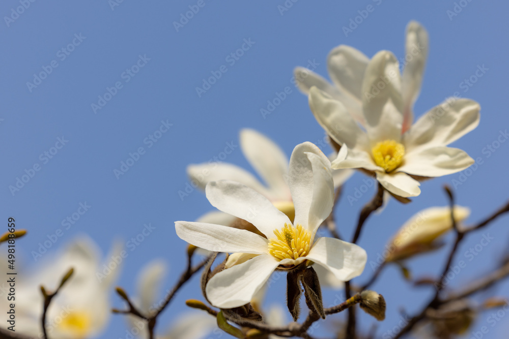 Obraz premium こぶしの花