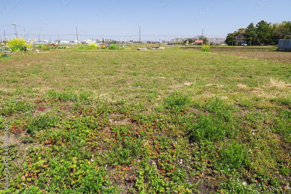 Obraz premium 休耕地の畦道の法面に生える春の若草と青空風景