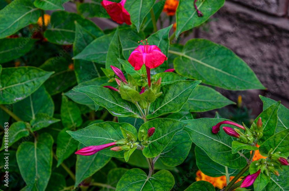 mirabilis jalapa in summer garden mirabilis jalapa in summer garden
