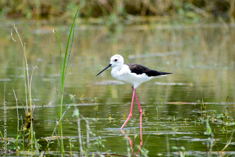 Colorful lake habitat background. Black-winged stilt birds