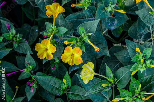 mirabilis jalapa in summer garden photo