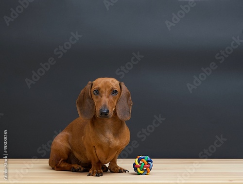 Dachshund hunting dog sits with a rubber woolen ball on a black background, staring intently into the camera. Photo of a dog sitting next to a rubber ball in the studio.