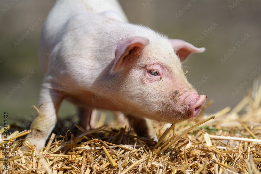 Piglet on hay and straw at pig breeding farm Piglet on hay and straw at pig breeding farm