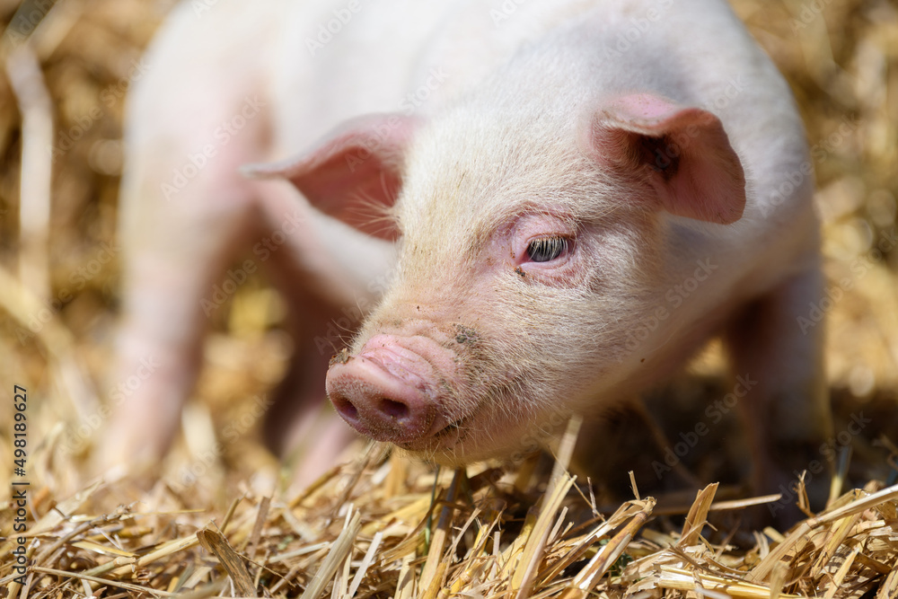 Piglet on hay and straw at pig breeding farm Piglet on hay and straw at pig breeding farm