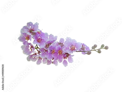 Cananga flowers,(Lagerstroemia speciosa (L.) Pers.), isolated on white background.