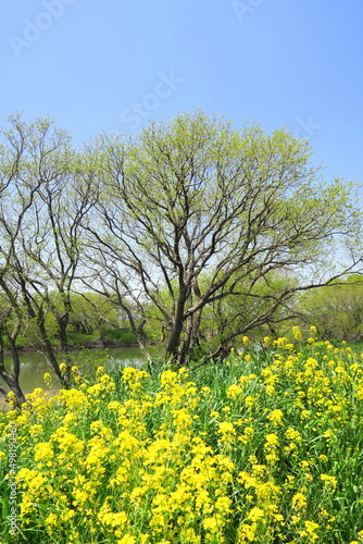 春の江戸川河川敷の満開の菜の花と芽吹きの樹と青空 © smtd3