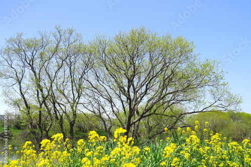 春の江戸川河川敷の満開の菜の花と芽吹きの樹と青空