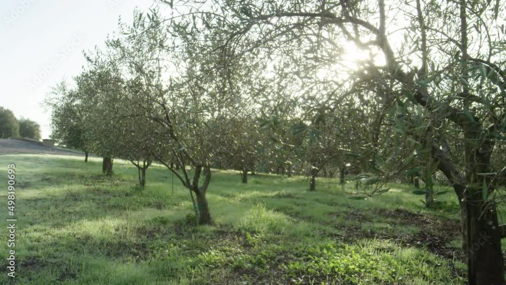 Sun flares through green grove of olive trees in Napa, California Sun flares through green grove of olive trees in Napa, California