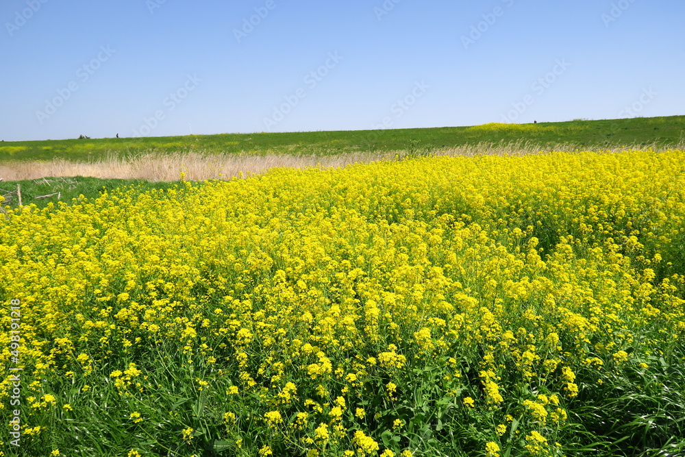 Fototapeta premium 春の江戸川河川敷の野原に咲く菜の花と土手風景