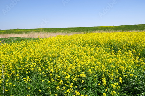 春の江戸川河川敷の野原に咲く菜の花と土手風景 © smtd3