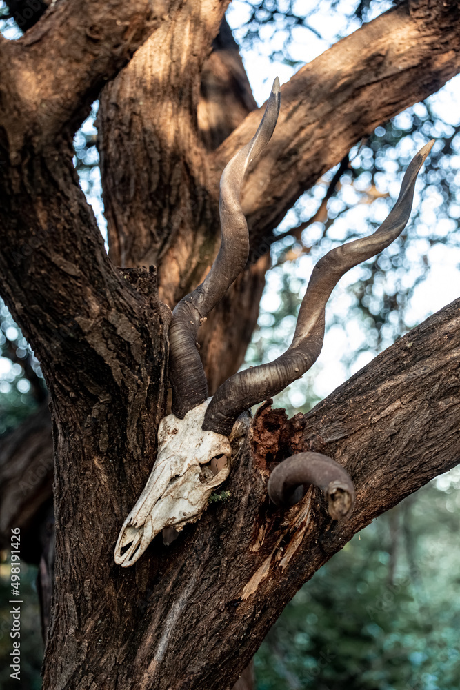  The skull of a wild goat on a tree. Tribes. Amulet