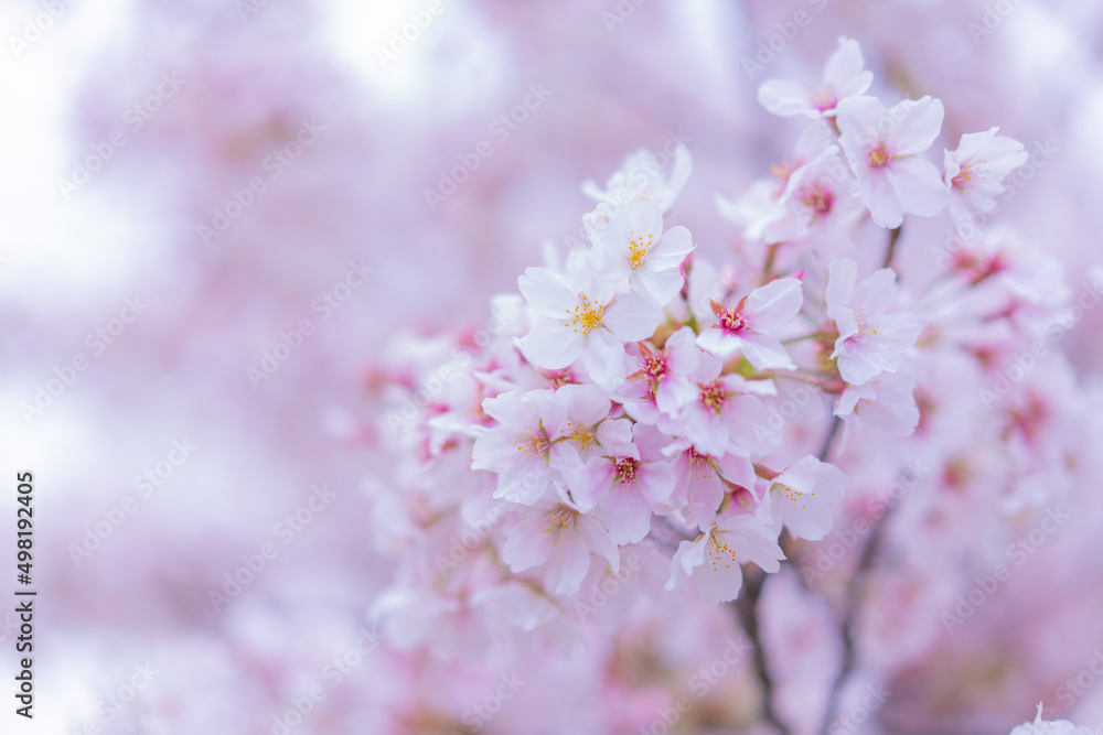 桜の花びら / Cherry blossom petals