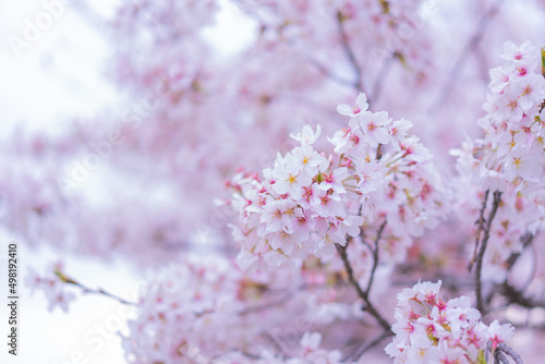 桜の花びら / Cherry blossom petals