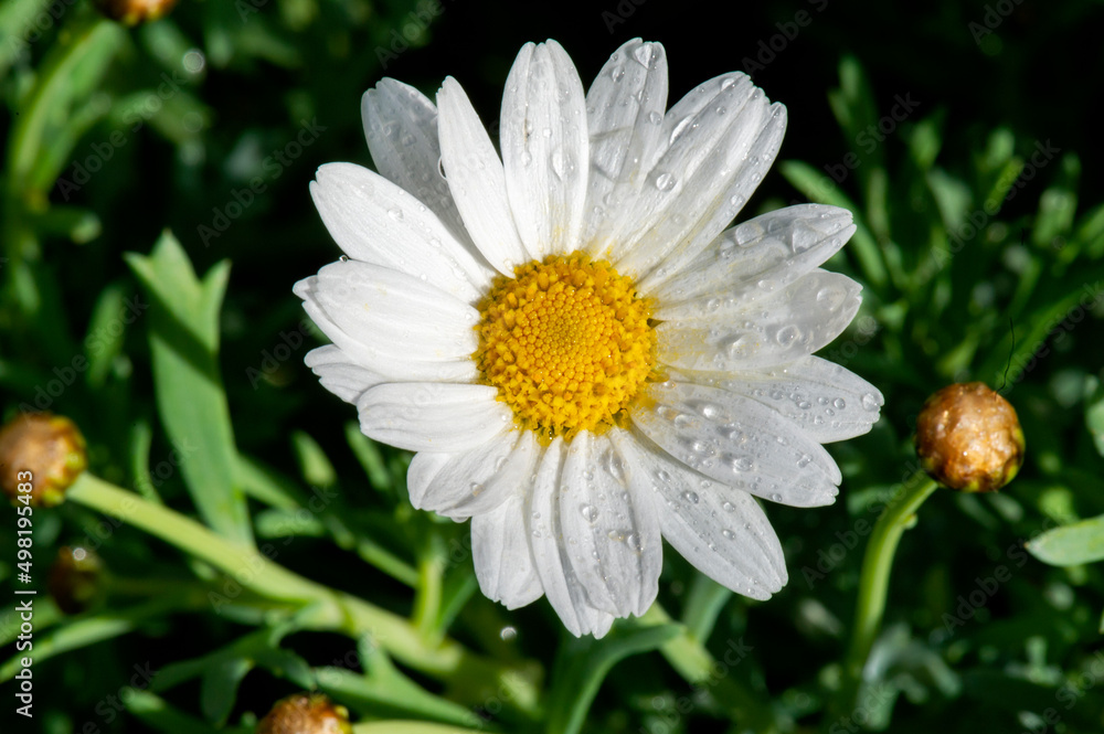Margarita blanca con macro recién regada donde destacan las gotas de agua Margarita blanca con macro recién regada donde destacan las gotas de agua