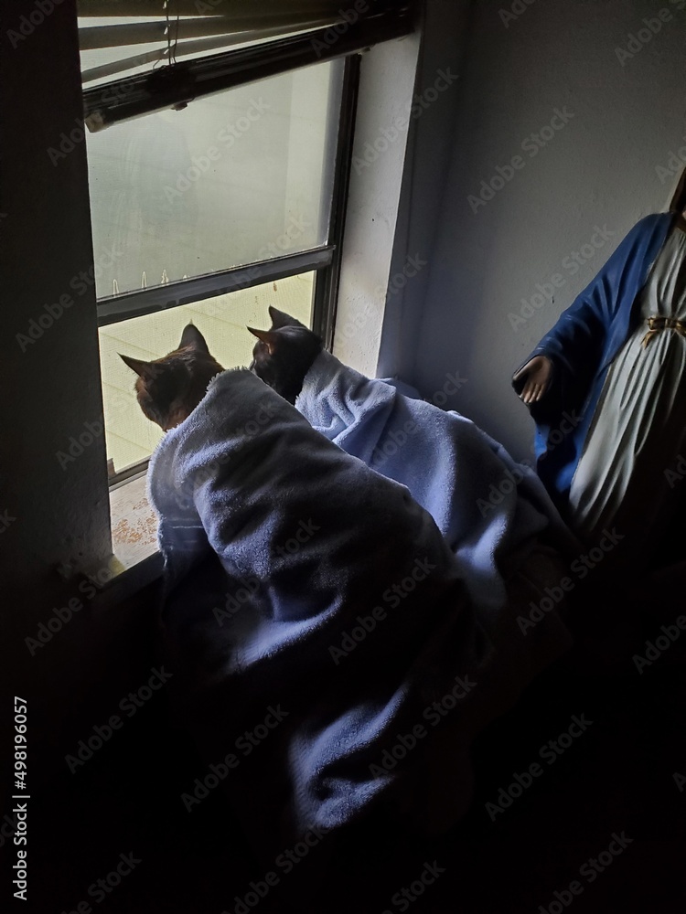 Cat buddies at open window under winter blanket. Cat buddies at open window under winter blanket.