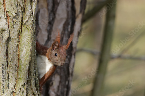 Eichhörnchen an einem Baumstamm © ReNi
