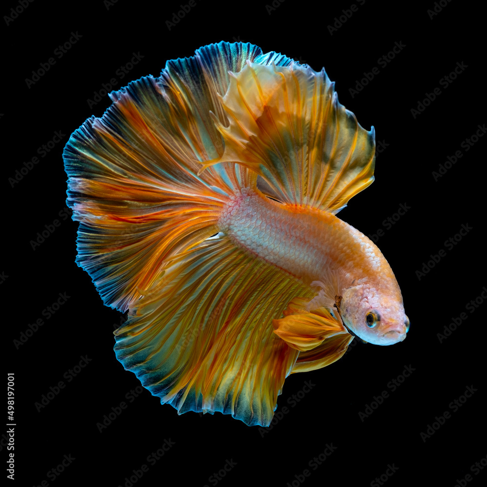 Fototapeta premium Photo of a beautiful longtail betta in Thailand